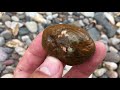 50 Million Year Old Petrified Wood, Agates, River Treasures | Fall Rockhounding on the Yellowstone