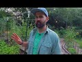 First year vegetable garden | August Update