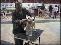 Dog Show Tips Episode 1