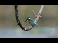 Unexpected Mishap: Common Kingfisher Loses Balance While Preening #birds #wildlife #nature #gujarat
