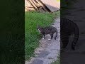 cat plays with mouse
