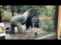 Momotaro pushes Kintaro out of the way without mercy. 🅷🅾🆃【KyotoZoo, Gorilla