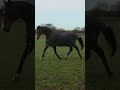 Daikin horse - having a little run around