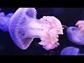 Ocean Dream  🐠 The Colors of the Ocean 4K VIDEO ULTRA HD | The Best 4K Sea Animals for Relaxation