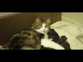 Molly's One Week Old Kittens #jenericatz #siberianforestcat #crookstonminnesota