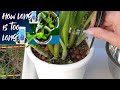 Pre-Repotting Orchid Care | Your 5 Step Guide incl. Tips for Stress-Free Repot Success #ninjaorchids