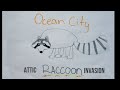 Ocean City Attic Raccoon Invasion
