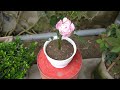 How To Make A Pot Of Colorful Roses Easily