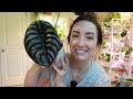 My Complete Alocasia Collection! | How to care for an Alocasia | Tips and Tricks!