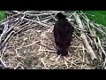 Bald Eagle eaglet jumps up and down on ball.
