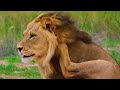 8K IMPRESSIVE ANIMALS | Relaxing Wildlife Film with Real Nature Sounds