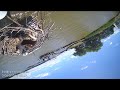 Cool upside down osprey nest defies gravity! Harriet and Jack fly upside down ...