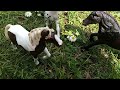 Wild and free | schleich short skit.