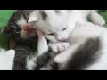 ♥ ♥ ♥ Other cute moments with my eight kittens - Beaux Moments Avec Mes Huit Chatons
