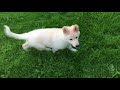 Lunas white German Shepard first time out