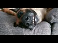 Belgian Malinois sleeping