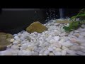 Gopro in my 20long (neon tetras and red tail shark)