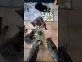 萌猫美味|cute cats love grass😸