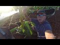 Trimming Banana Plant Rhizome Leaves to promote faster growth, Flower, Blossoms and Bananas