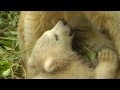 ホッキョクグマの赤ちゃんに授乳 ミルクの時間 Polar bear gives milk to her baby