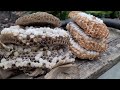 MASSIVE European Hornet Nest Inside Tree | SWARM | Wasp Nest Removal