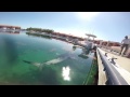 Bull Shark Encounter: Bimini, Bahamas