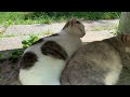 暑い中、ベンチ下の日陰で添い寝する仲良し猫。Two friendly cats sleeping together in the shade under a bench in the heat.