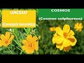 Mystery Wildflower | Lanceleaf vs Cosmos #arkansasgardening