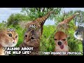 CAT MEMES: FAMILY VACATION COMPILATION EP.7