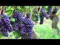 Episodio 21 - Introducción a los vinos de Borgoña - Vino Para Principiantes