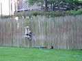 Fence climbing dog?