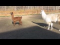 Our llama cria running