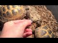 Russian Tortoise Basic Care Info + Feeding!