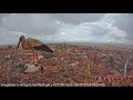 Madrigal: Papa Stork protects his baby from storm - Papá cigüeña protege a su cigüeña de la tormenta