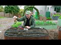 How to Plant Dahlia Tubers From Start to Finish
