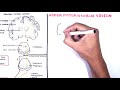 Introduction to Upper and Lower Motor Neuron Lesions