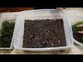 How to Propagate Your Own Moss