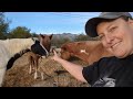 8 DAYS of MEET MY HORSES | Equestrian Vlogmas #2