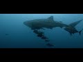 Cocos Island - The mysterious island in the Pacific - FULL VERSION!!