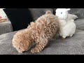 VLOG : GETTING A PUPPY | TOY POODLE