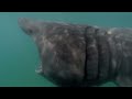 Blue Planet: The Fascinating World Beneath the Waves | Free Documentary Nature