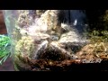 T spoTlighT series - Stromatopelma calceatum Rehouse