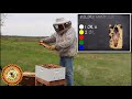 Hive Inspection: Learn How to Perform a Spring Hive Inspection