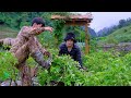 Sang and Vy take advantage of natural weeds to grow and garden vegetables - Sang Vy Farm