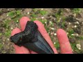 Charleston Fossil Adventures | GIANT Angustidens Tooth Score!