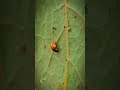 Ladybug lunching some plant parasites.