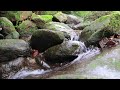Flowing Harmony: Gentle River Soundscape - Babbling Brook - Small Gentle Streams - Soothing Sounds