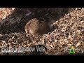 Eastern Meadow Vole