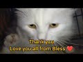 Bless the cat Sweet memories #MDBC