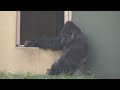 Huge Male Gorilla Asks A Female To Mate | Shabani & Ai